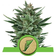 Quick One - Royal Queen Seeds